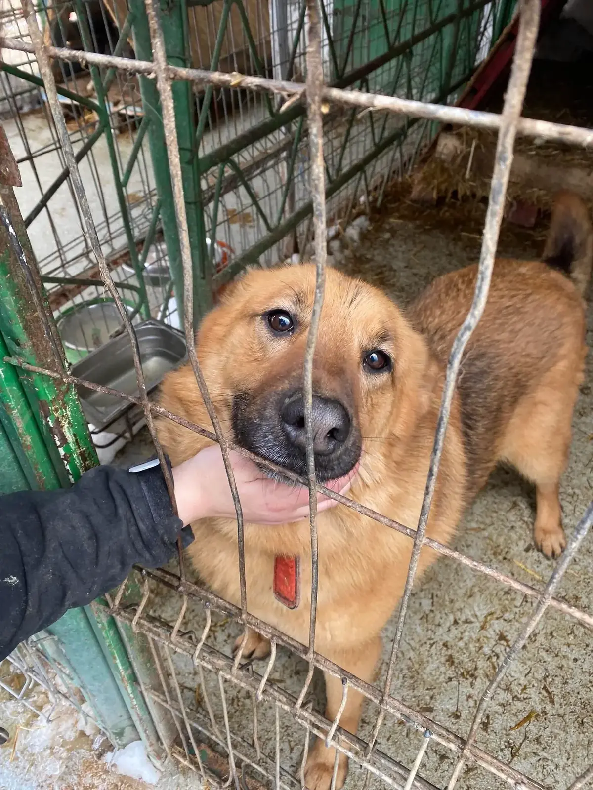 Adoption Pixie