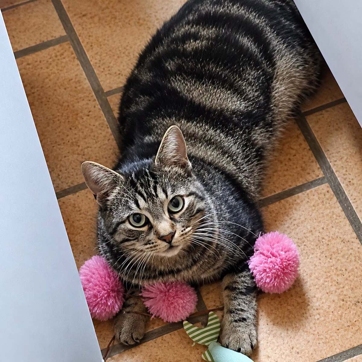 Adoption Romi