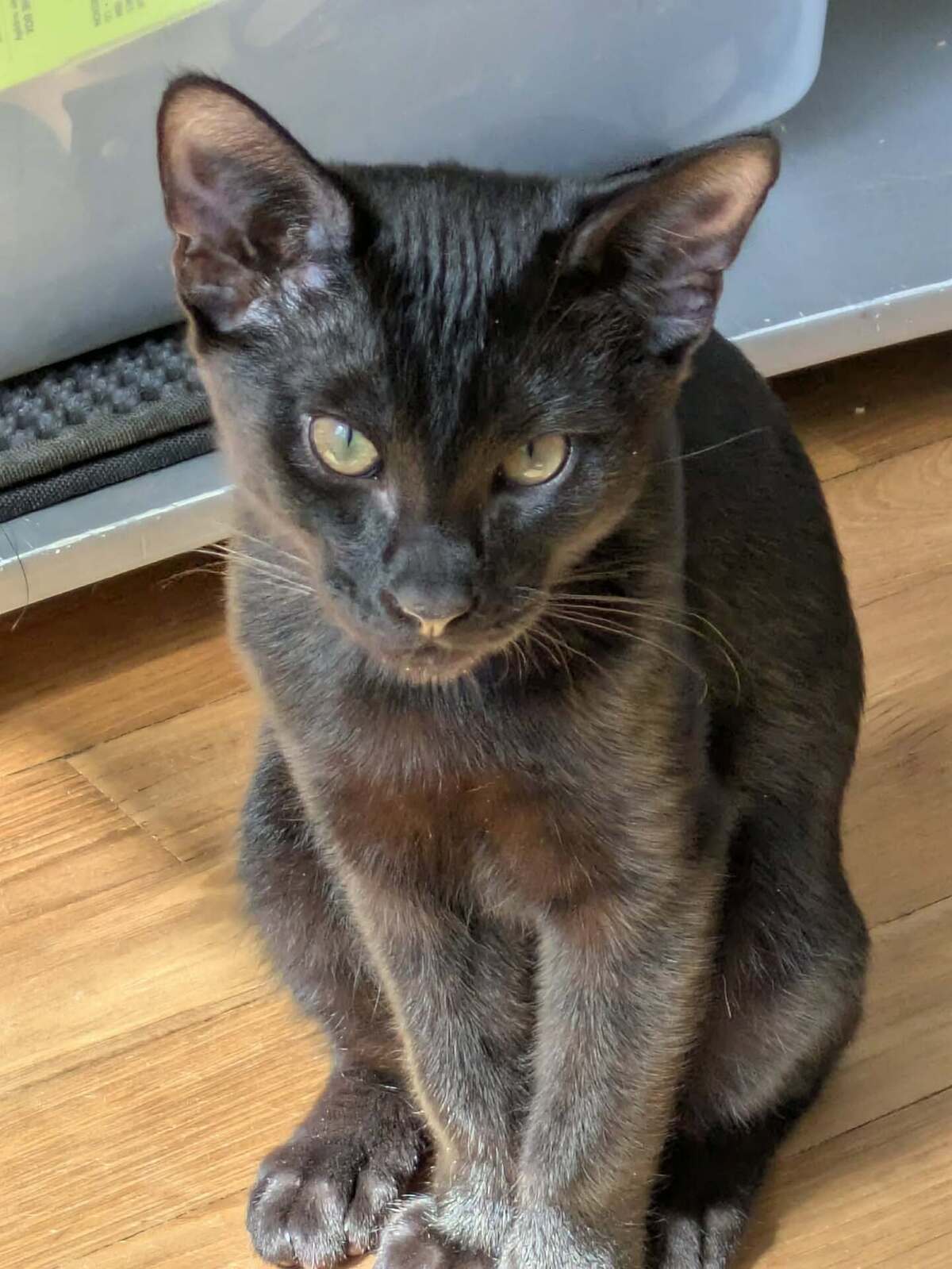 Adoption BATMAN
