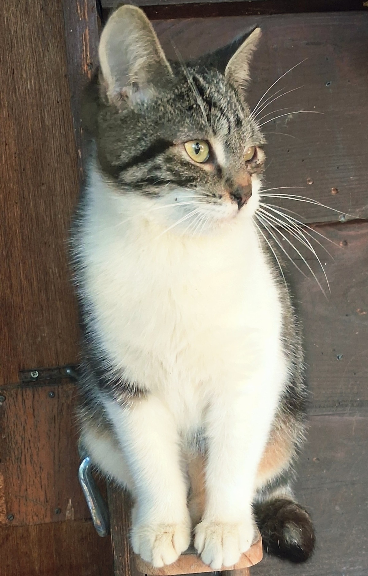 Adoption Frimousse 