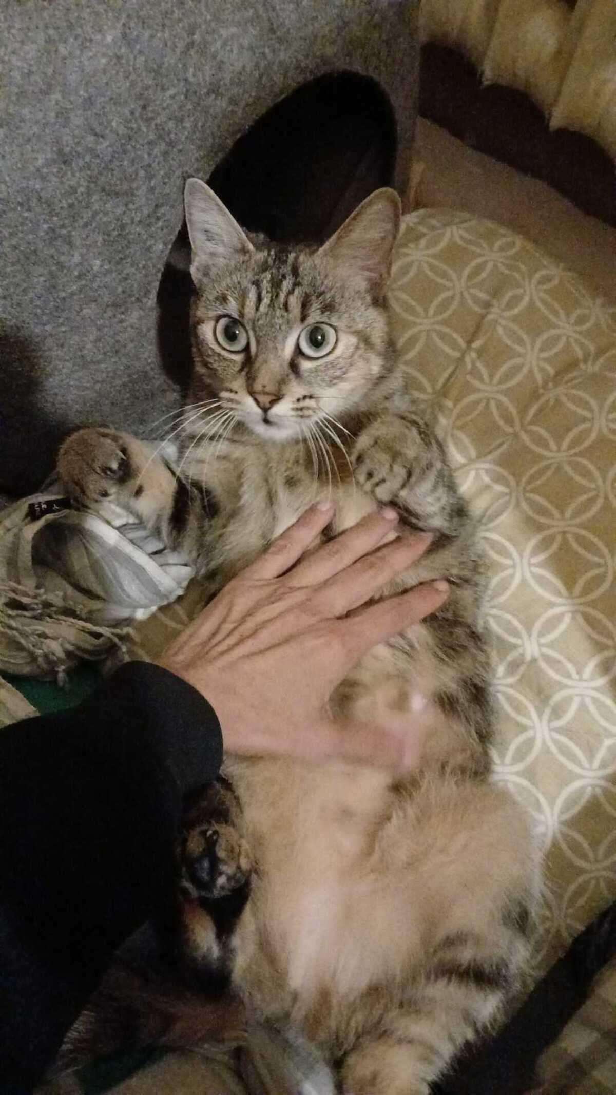 Adoption Mai Mai