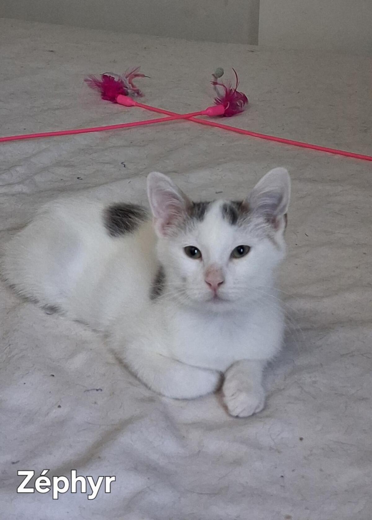 Adoption Zéphyr