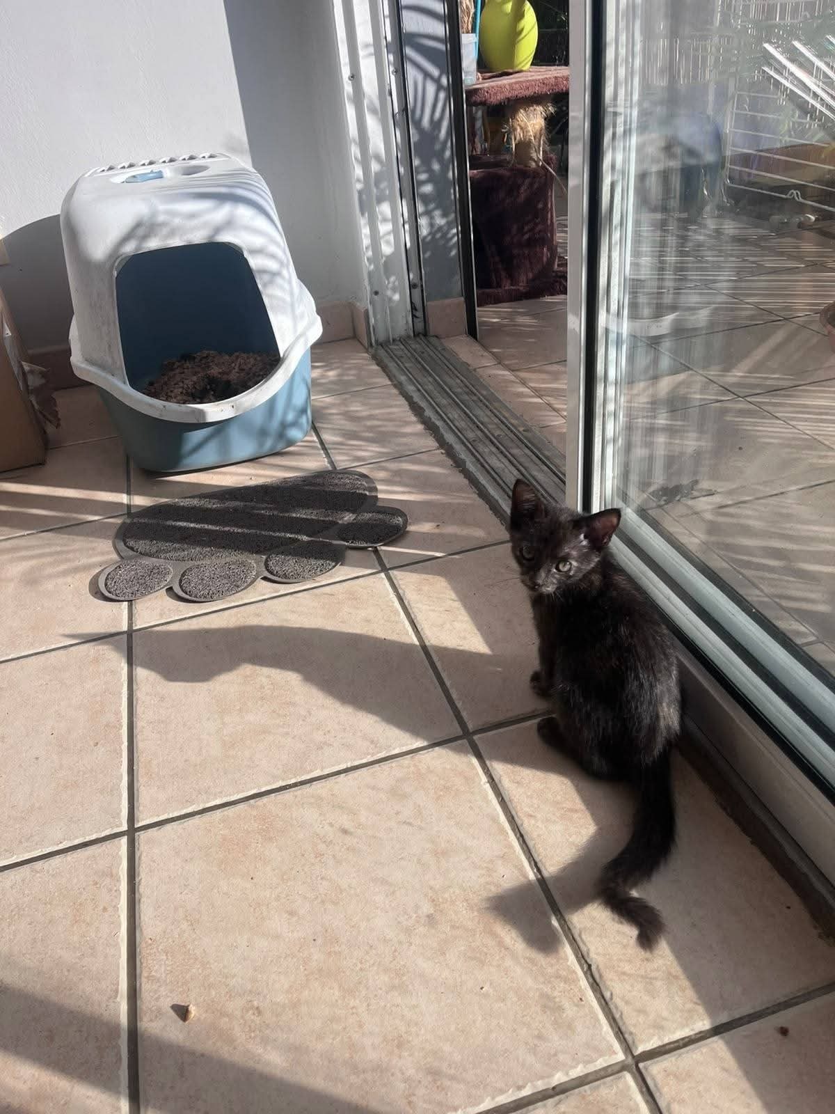 Adoption Ollie