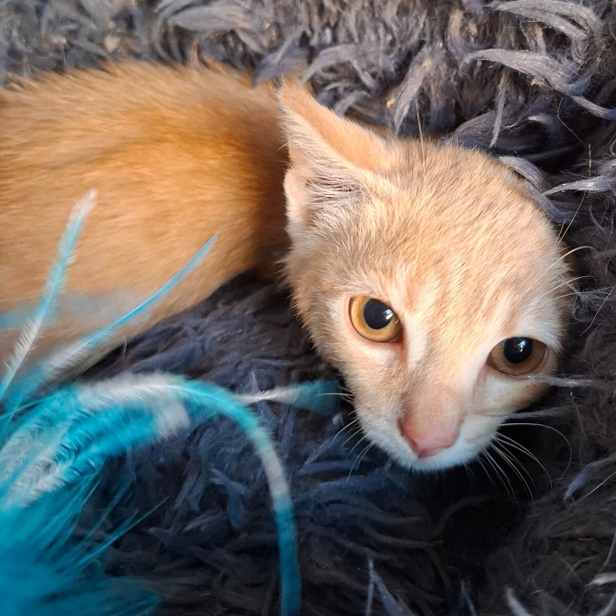 Adoption Biniou