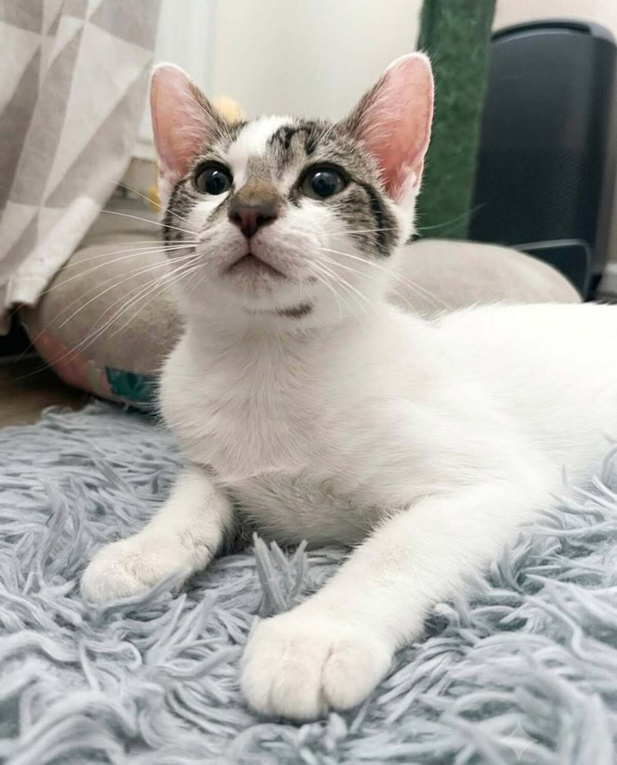 Adoption BAMBOU