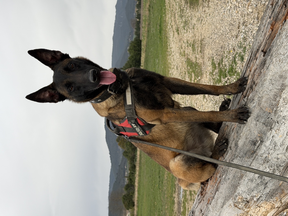 Adoption Farah
