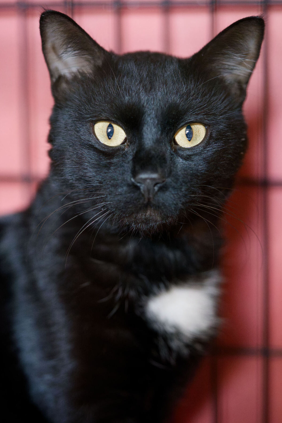 Adoption Arka