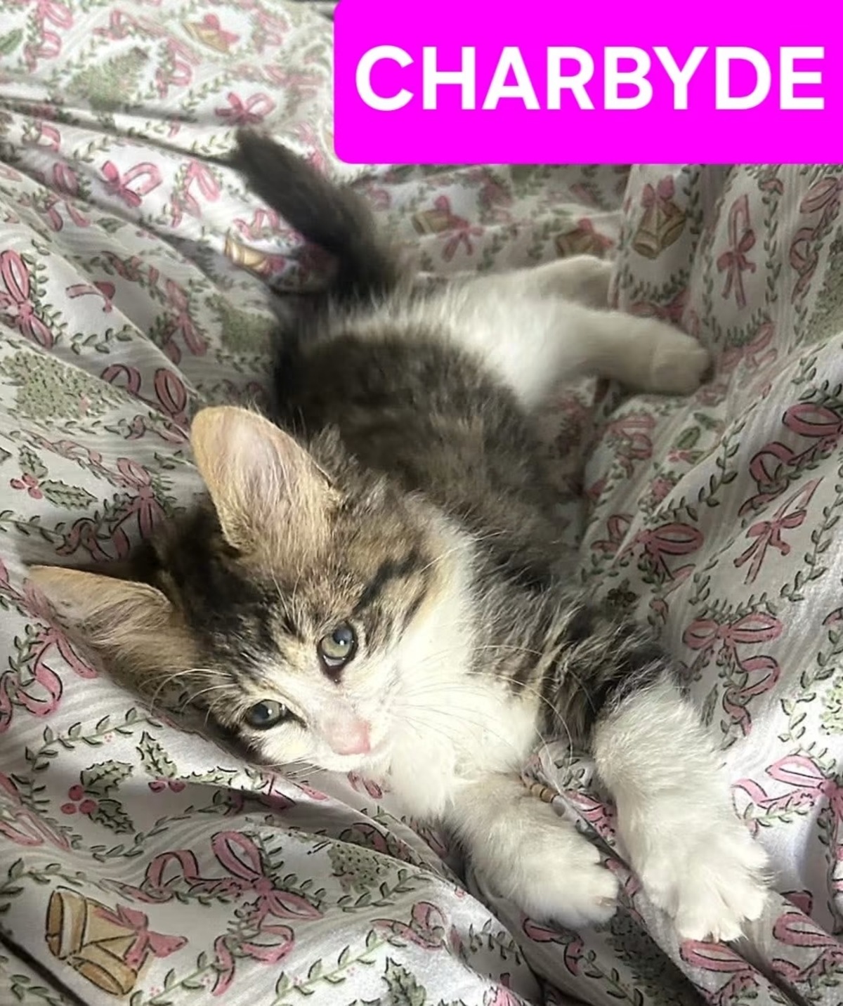 Adoption Galane/Zebrina/Ovide/Charbyde