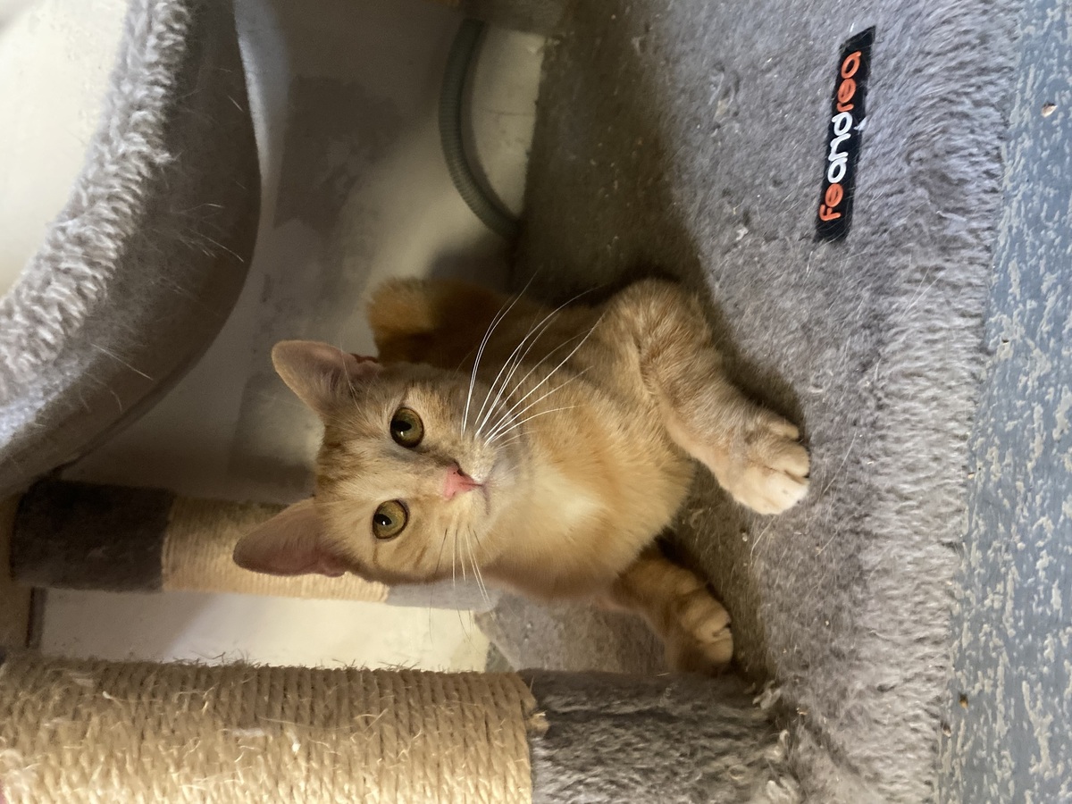 Adoption Jade
