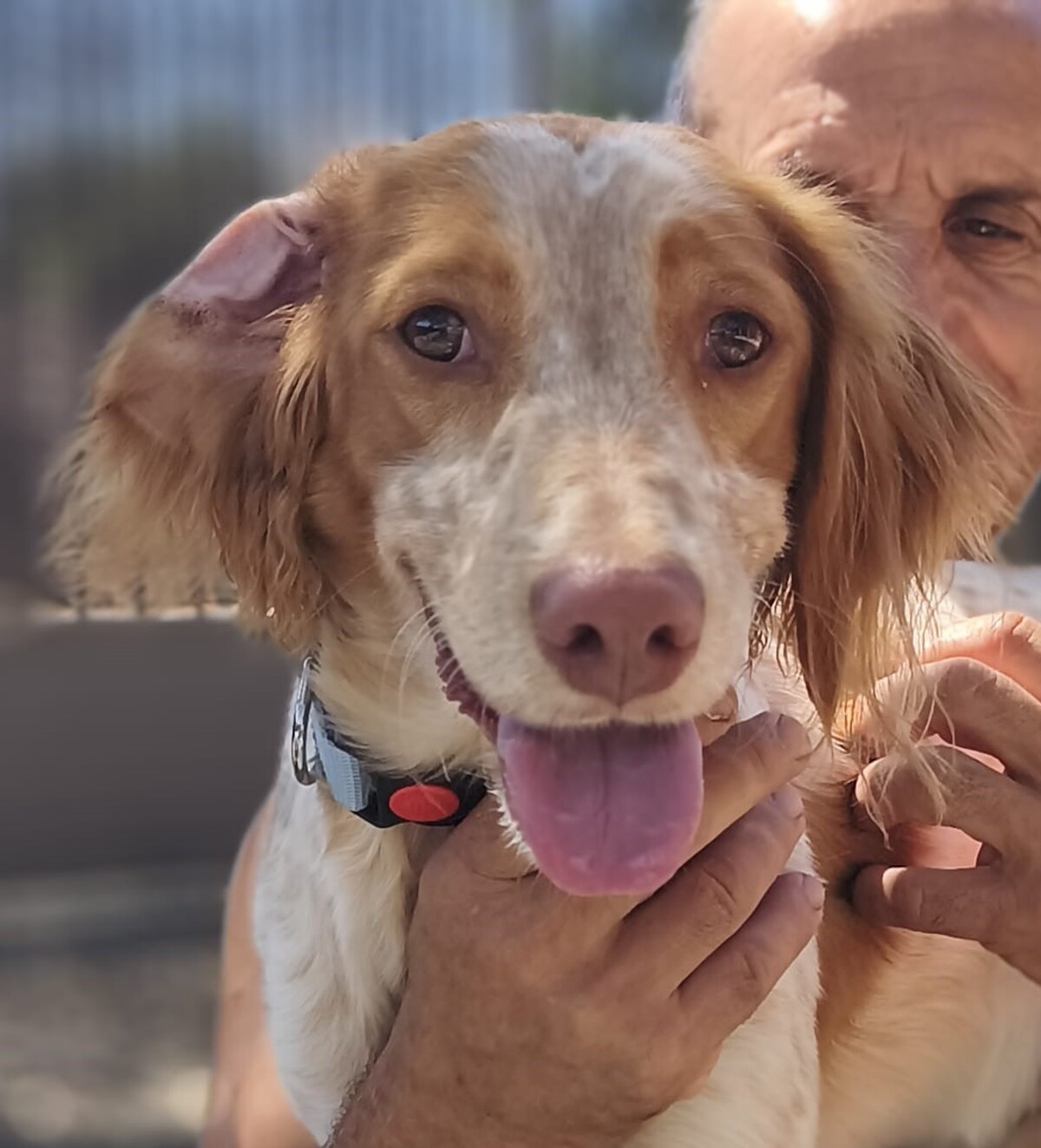 Adoption Scooby