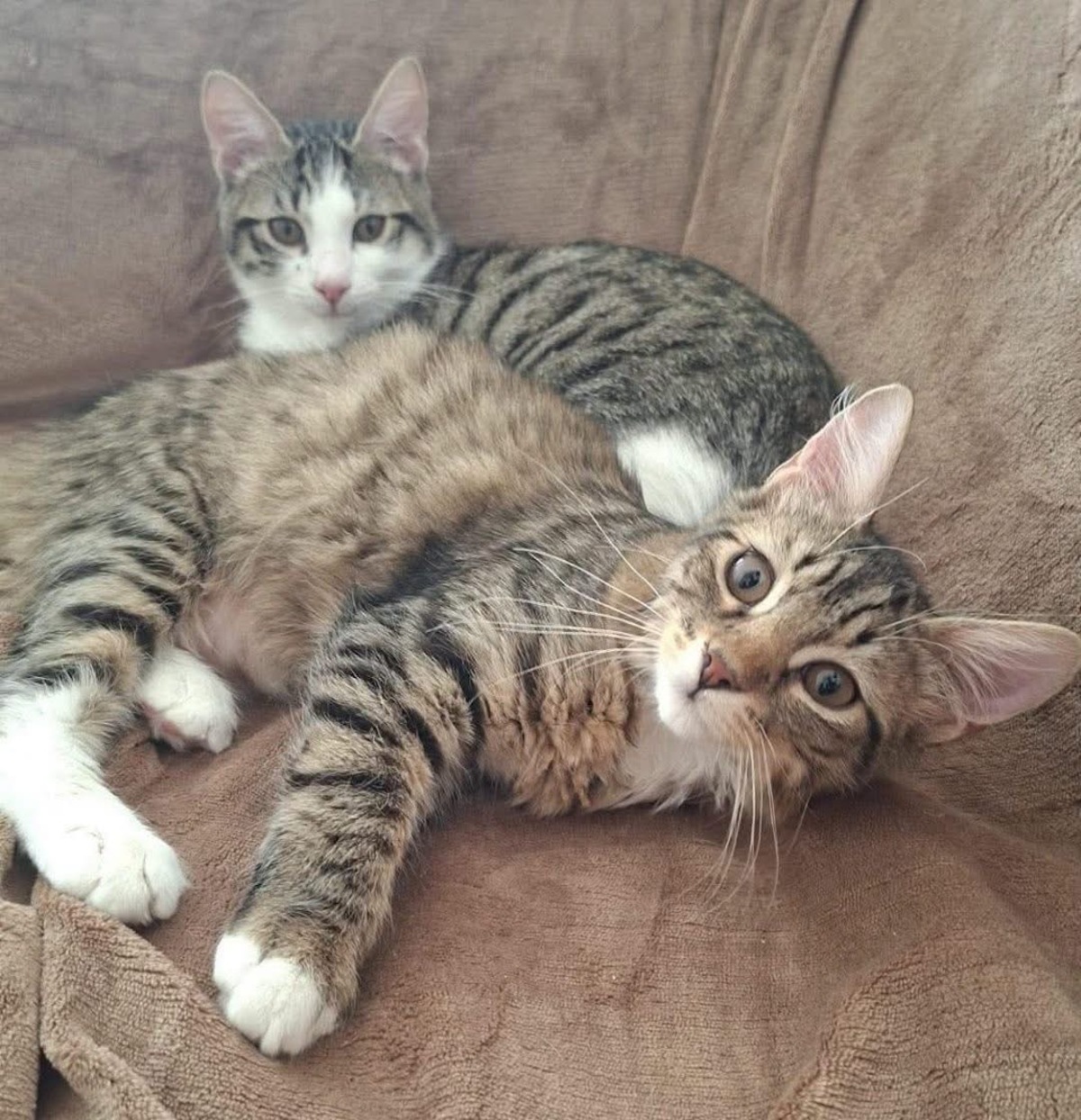 Adoption Jace et Fisher 