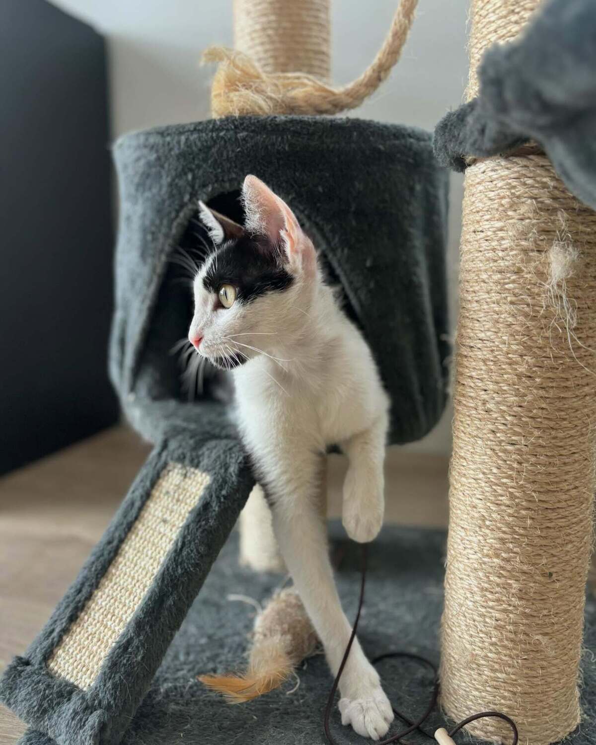 Adoption Buffy