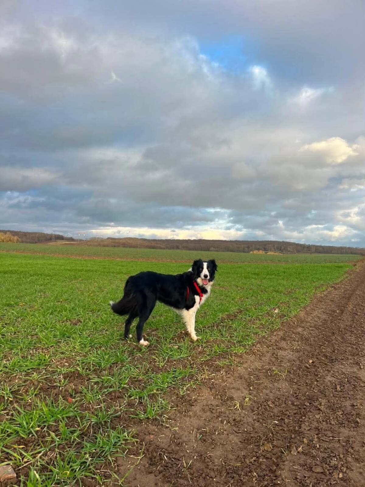 Adoption Meadow