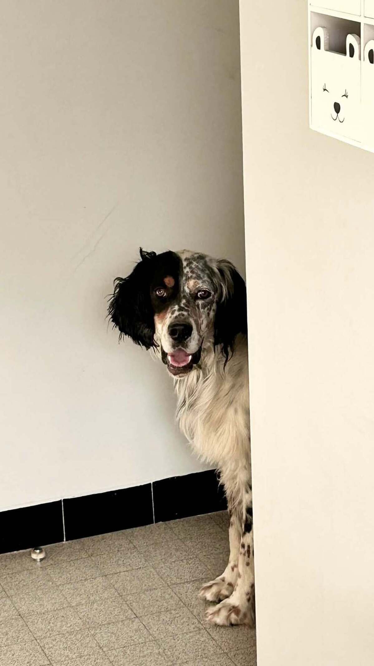 Adoption Tonnerre