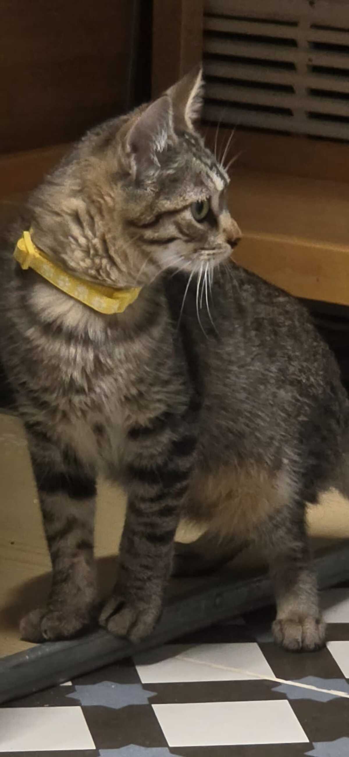 Adoption TITI