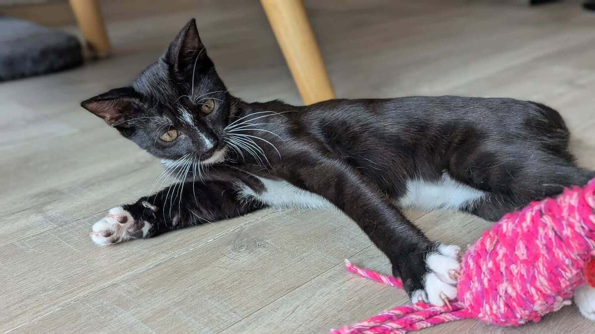 Adoption Bulle