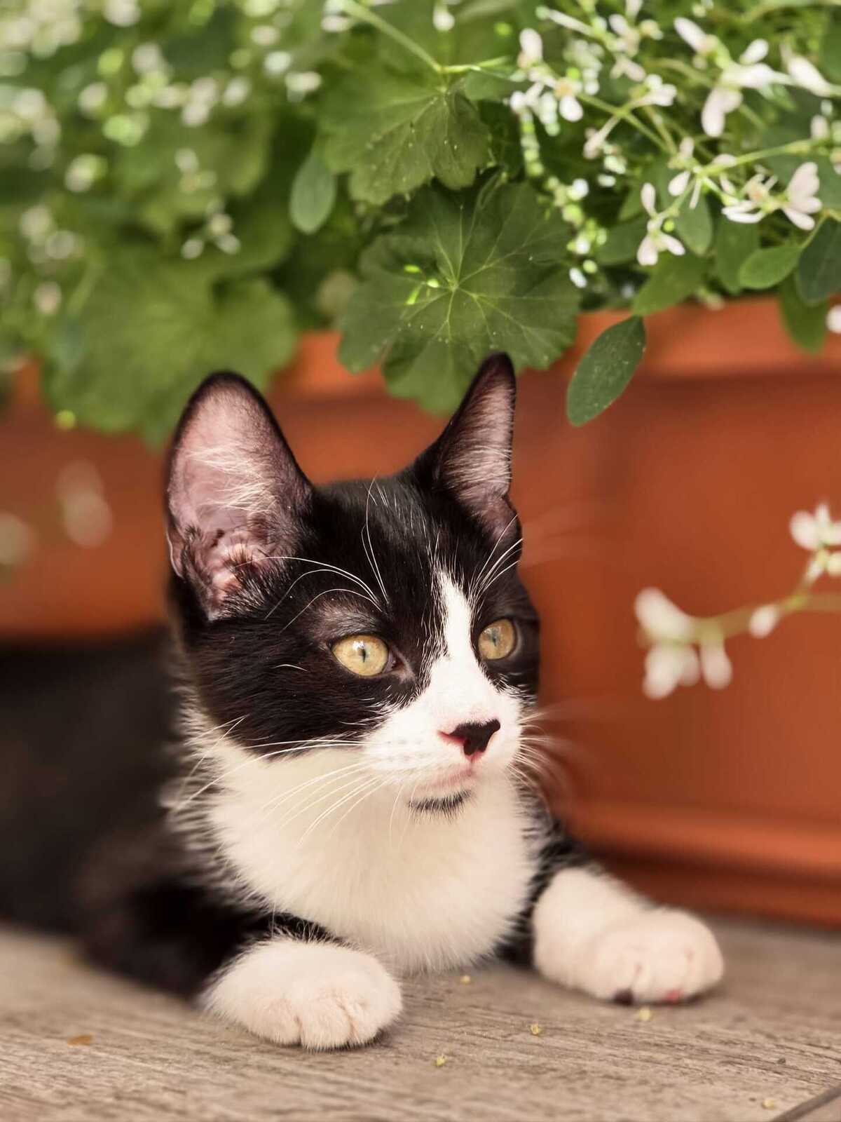 Adoption Figaro