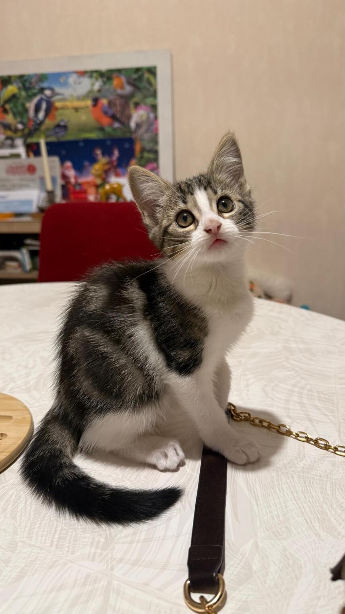 Adoption Romia