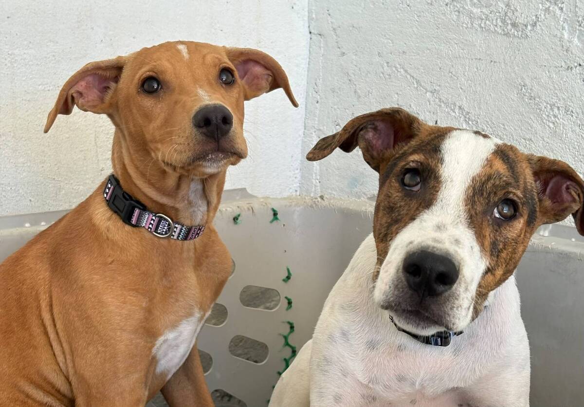 Adoption Jacinto