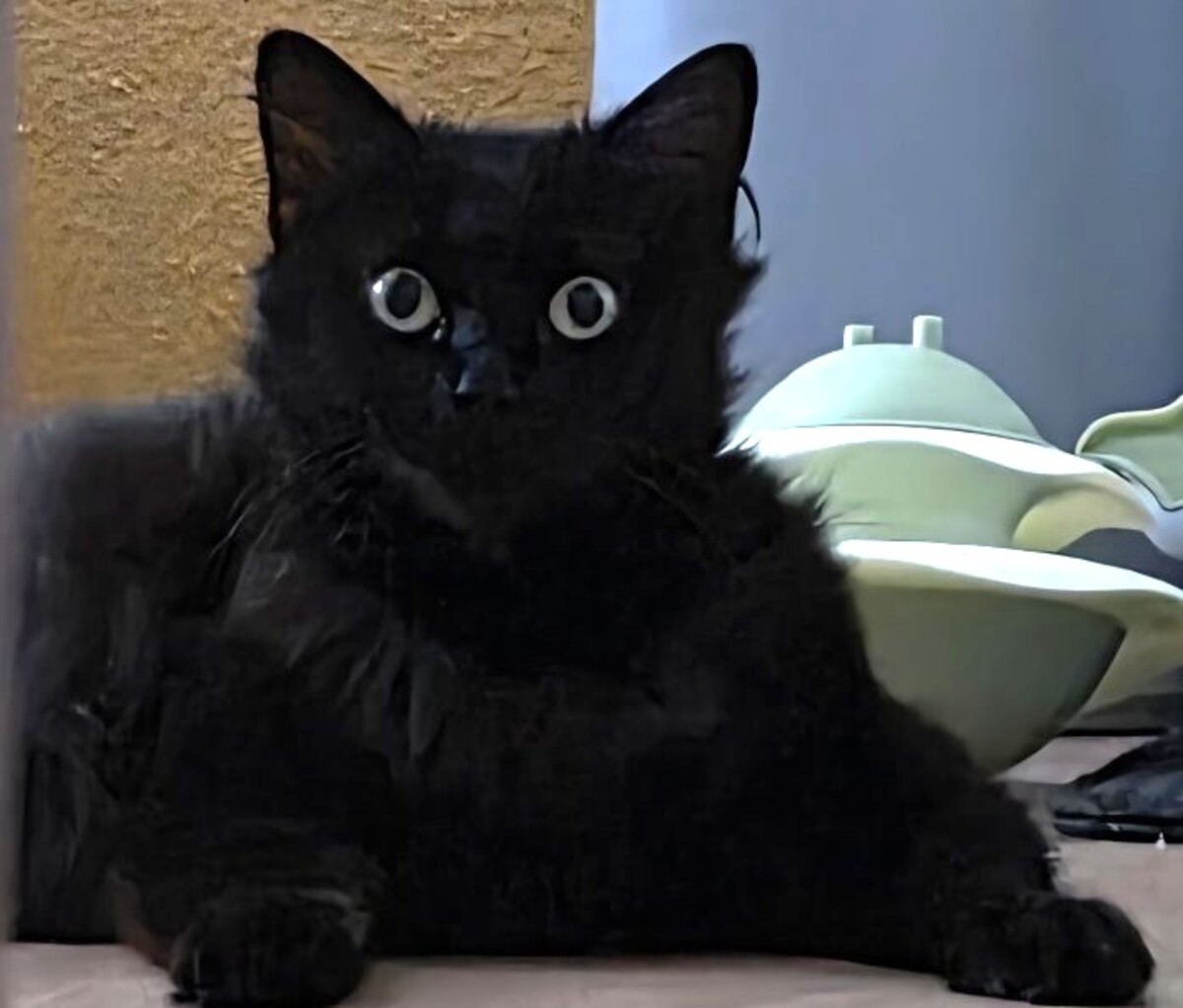 Adoption Duchesse