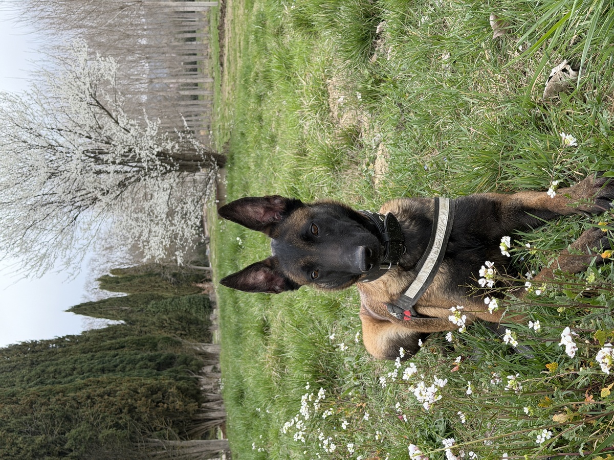 Adoption Farah