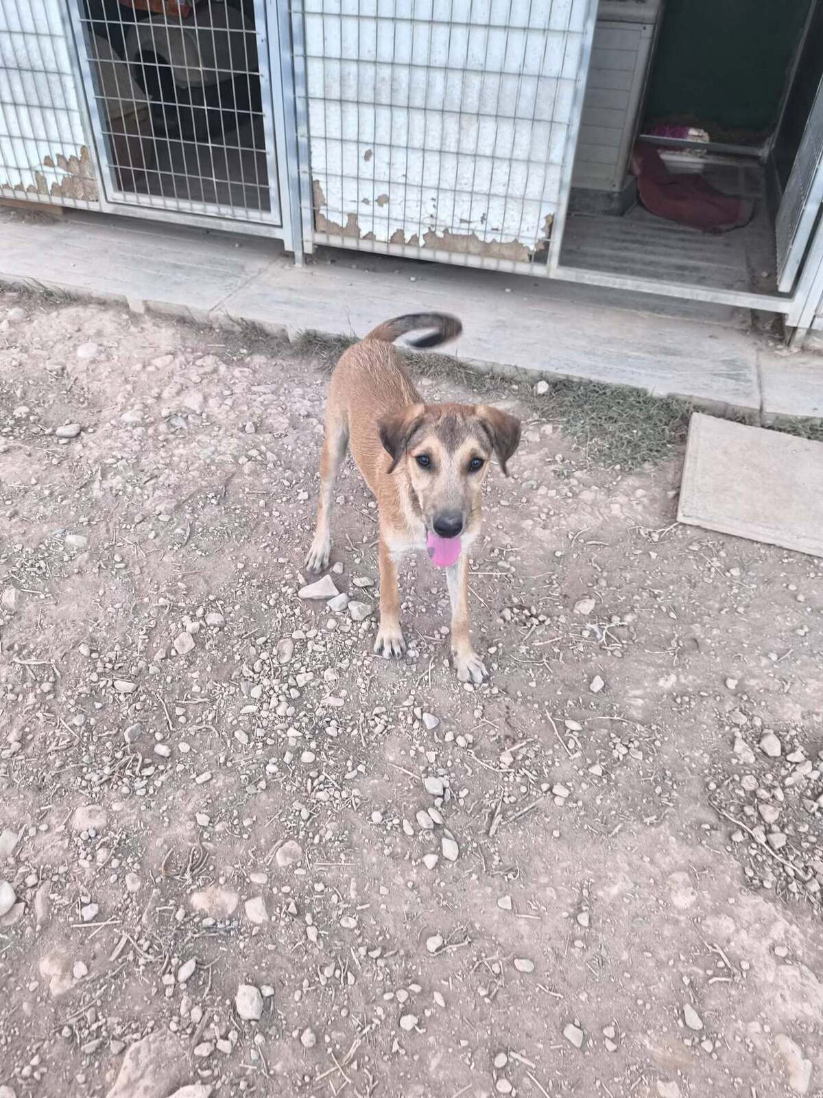 Adoption Sandía