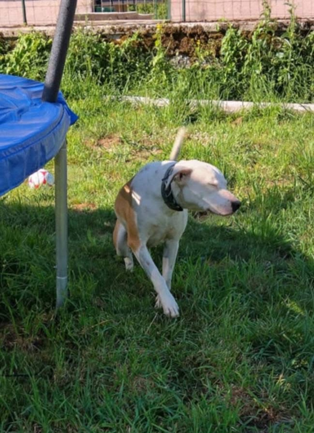 Adoption Romy