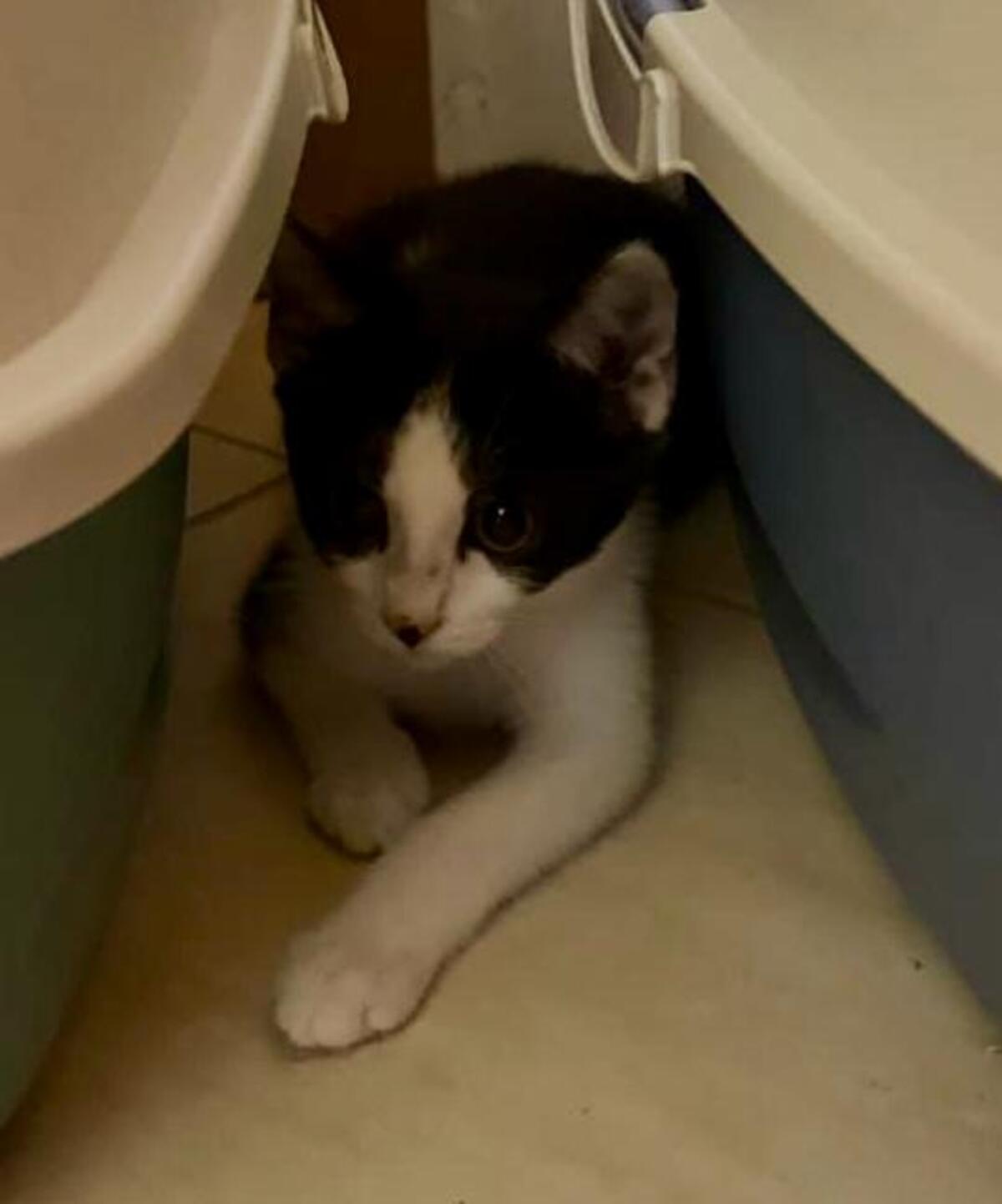 Adoption Charlot