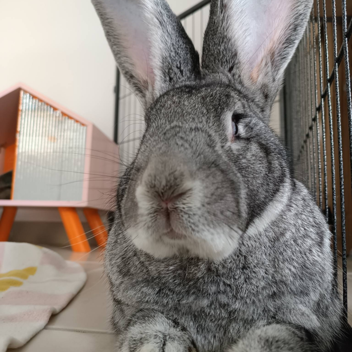 Adoption Goliath