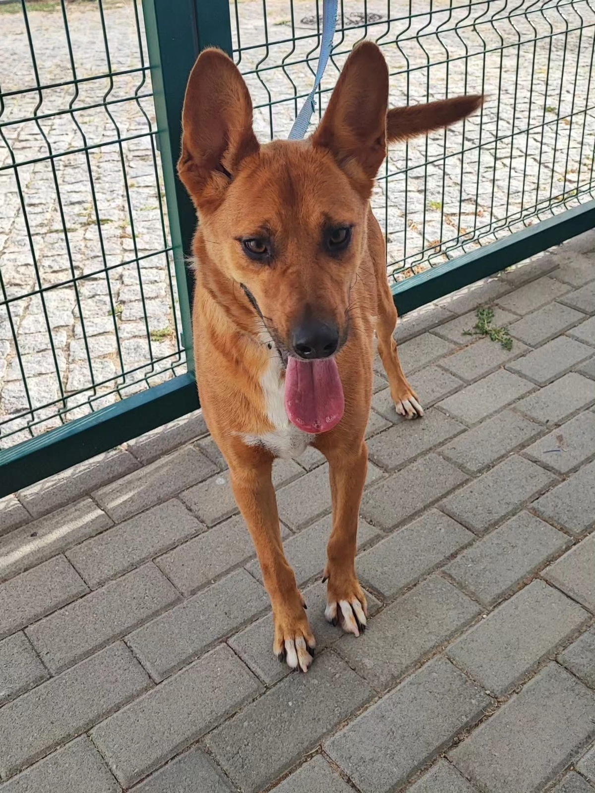 Adoption Snoopy 