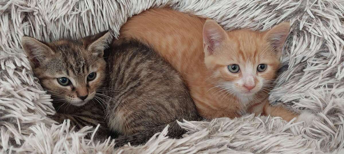 Adoption Billy