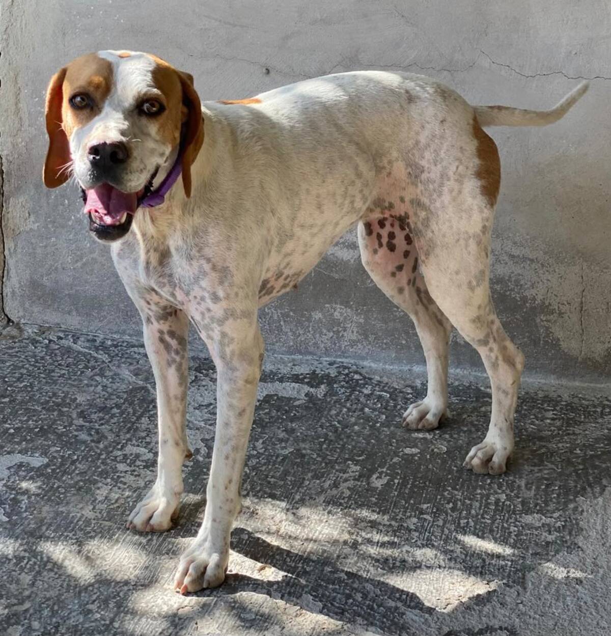 Adoption Ellie