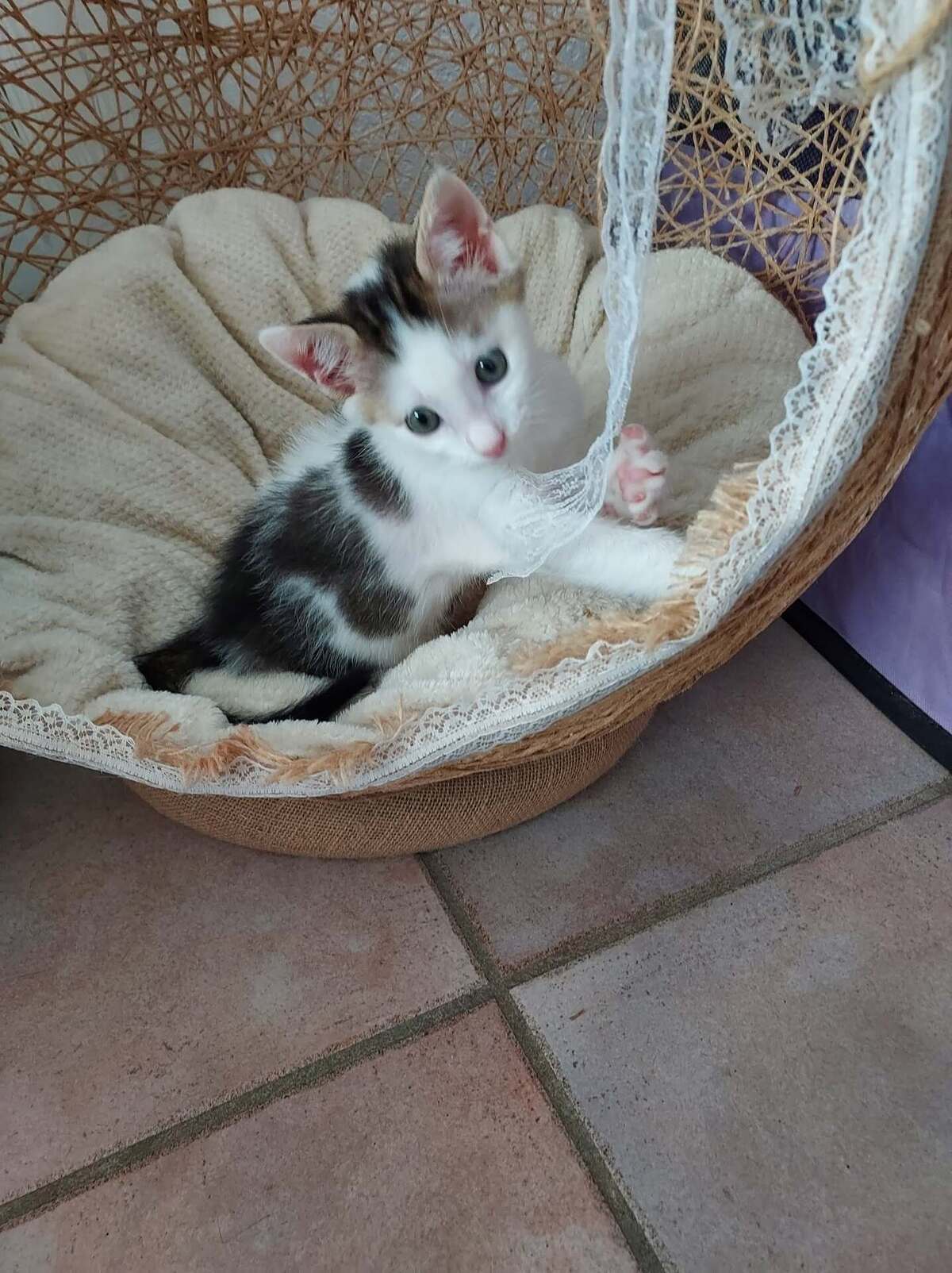 Adoption Marcelino