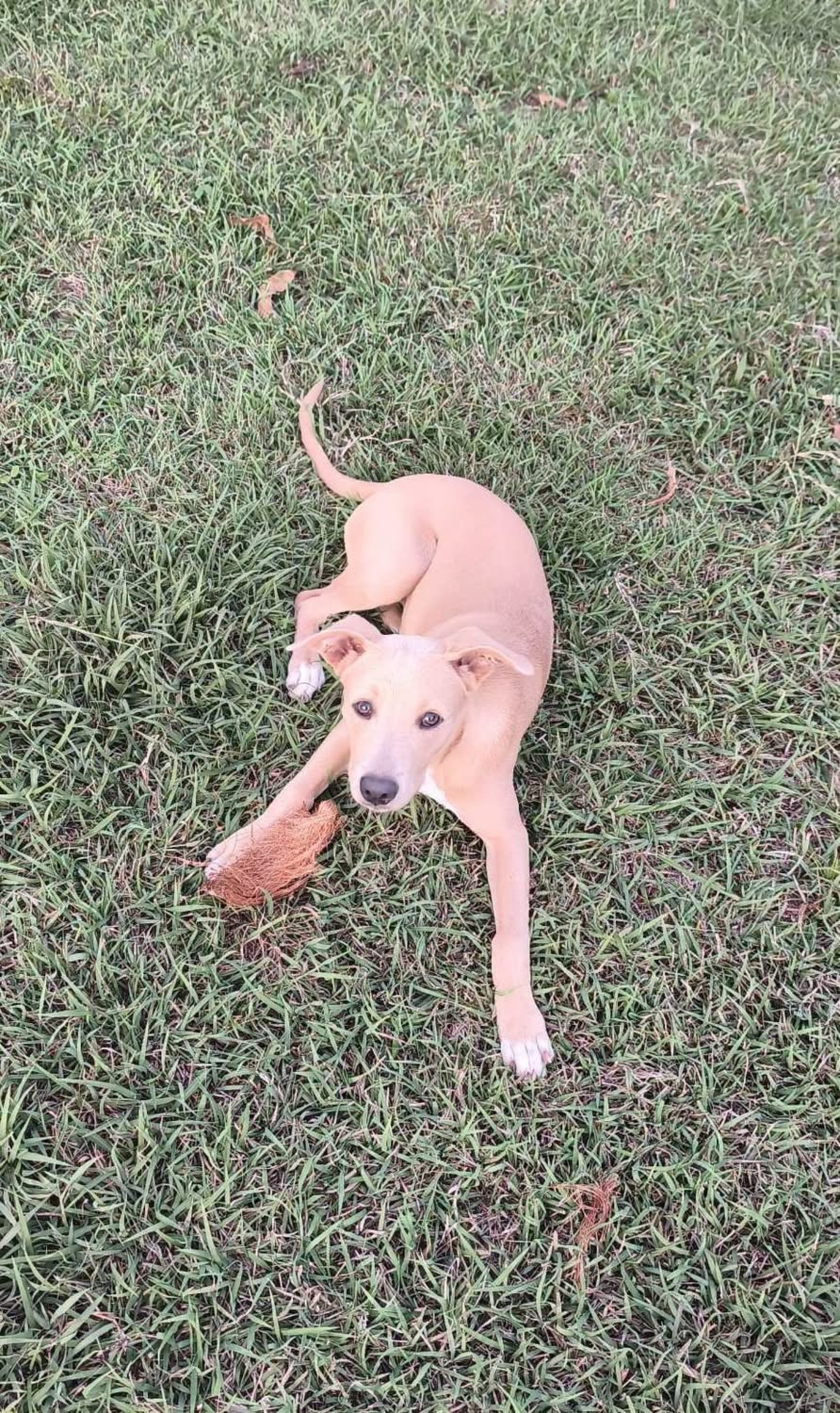 Adoption Mika