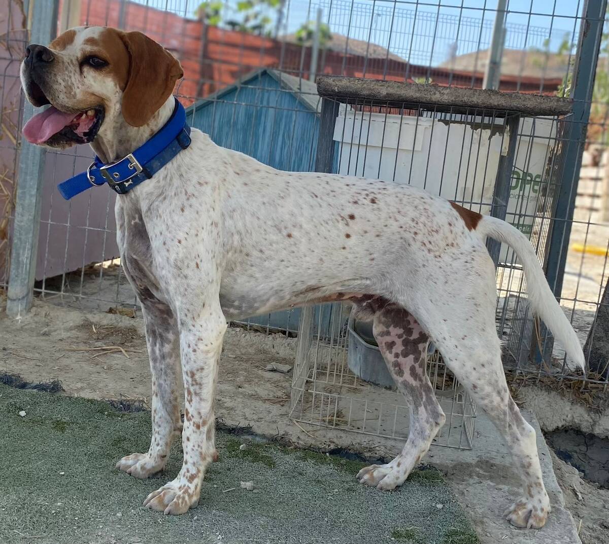 Adoption Scampy