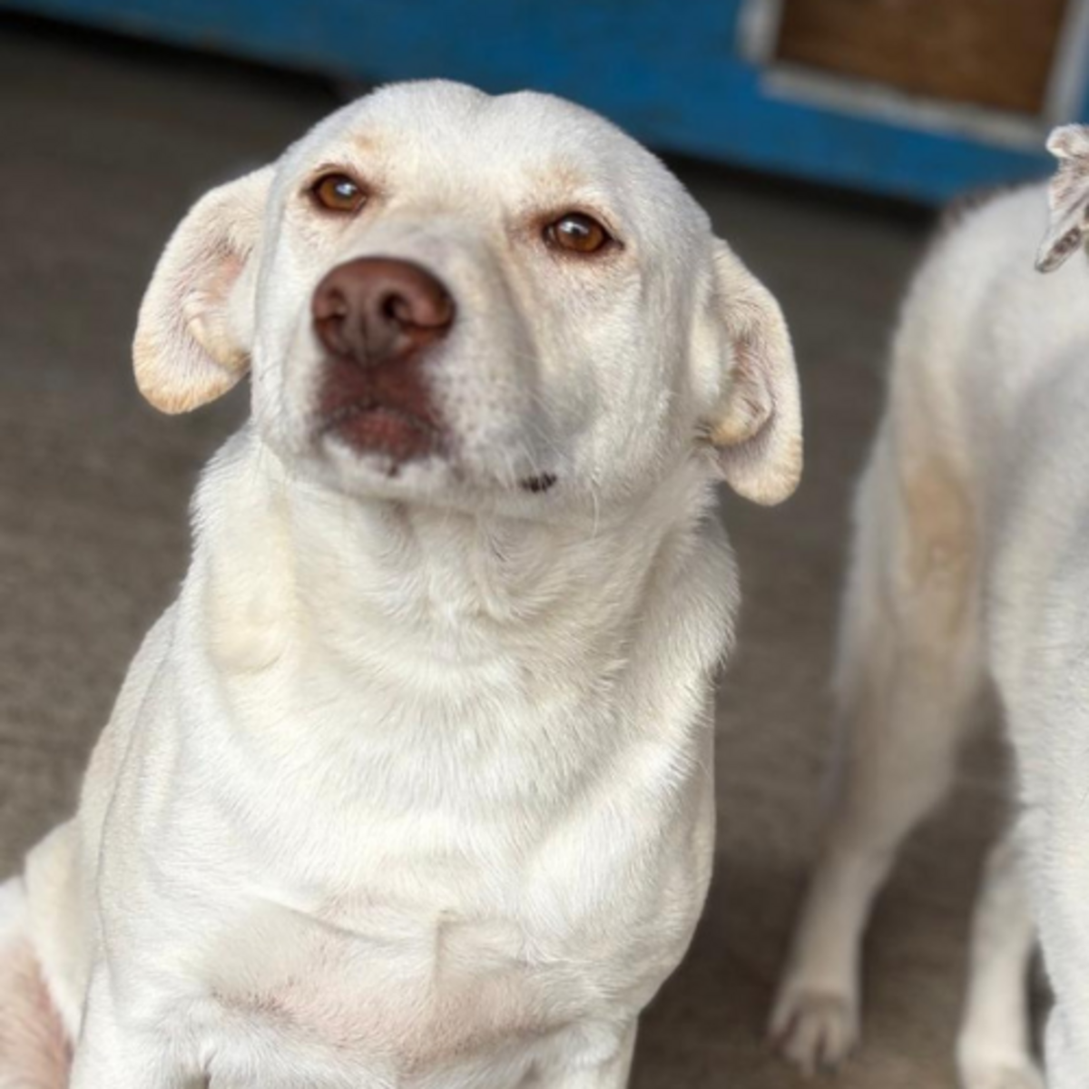 Adoption Atlas