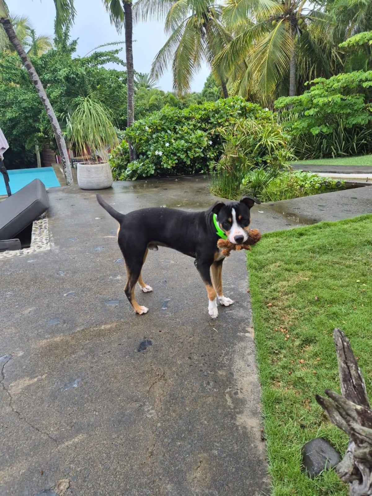 Adoption Lucky