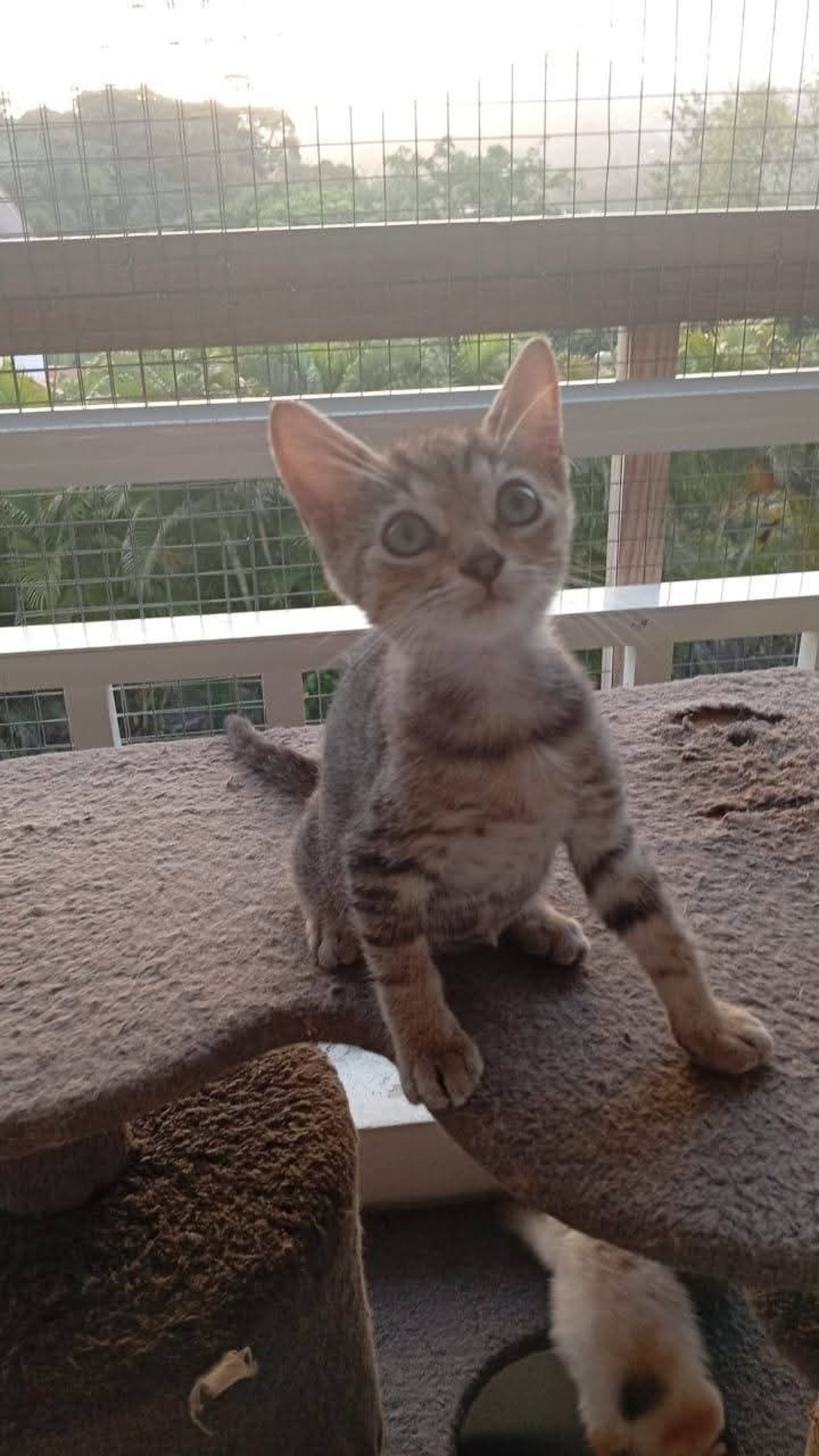 Adoption Saphyr