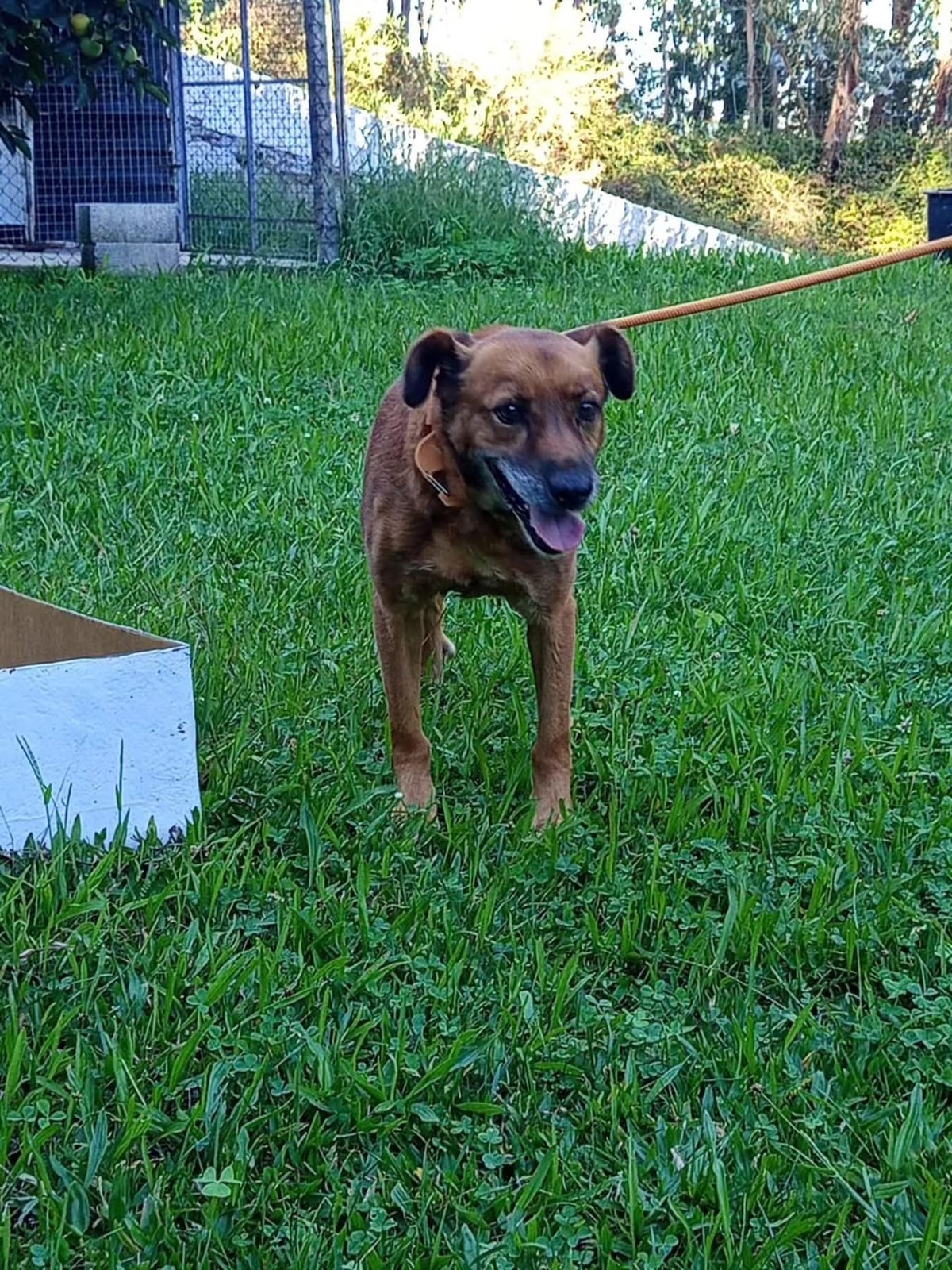 Adoption June
