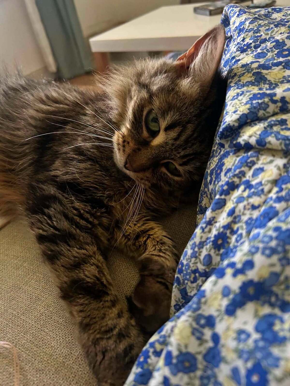 Adoption Sally