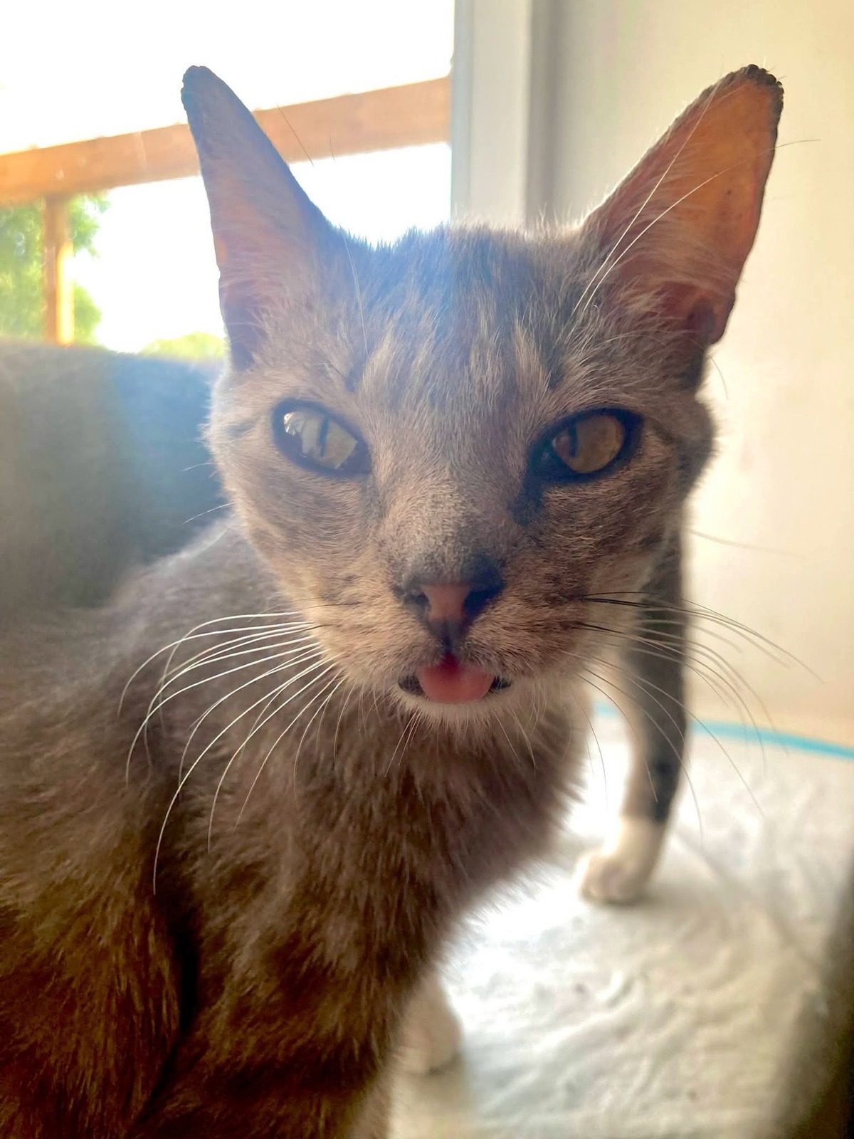 Adoption CALLAS