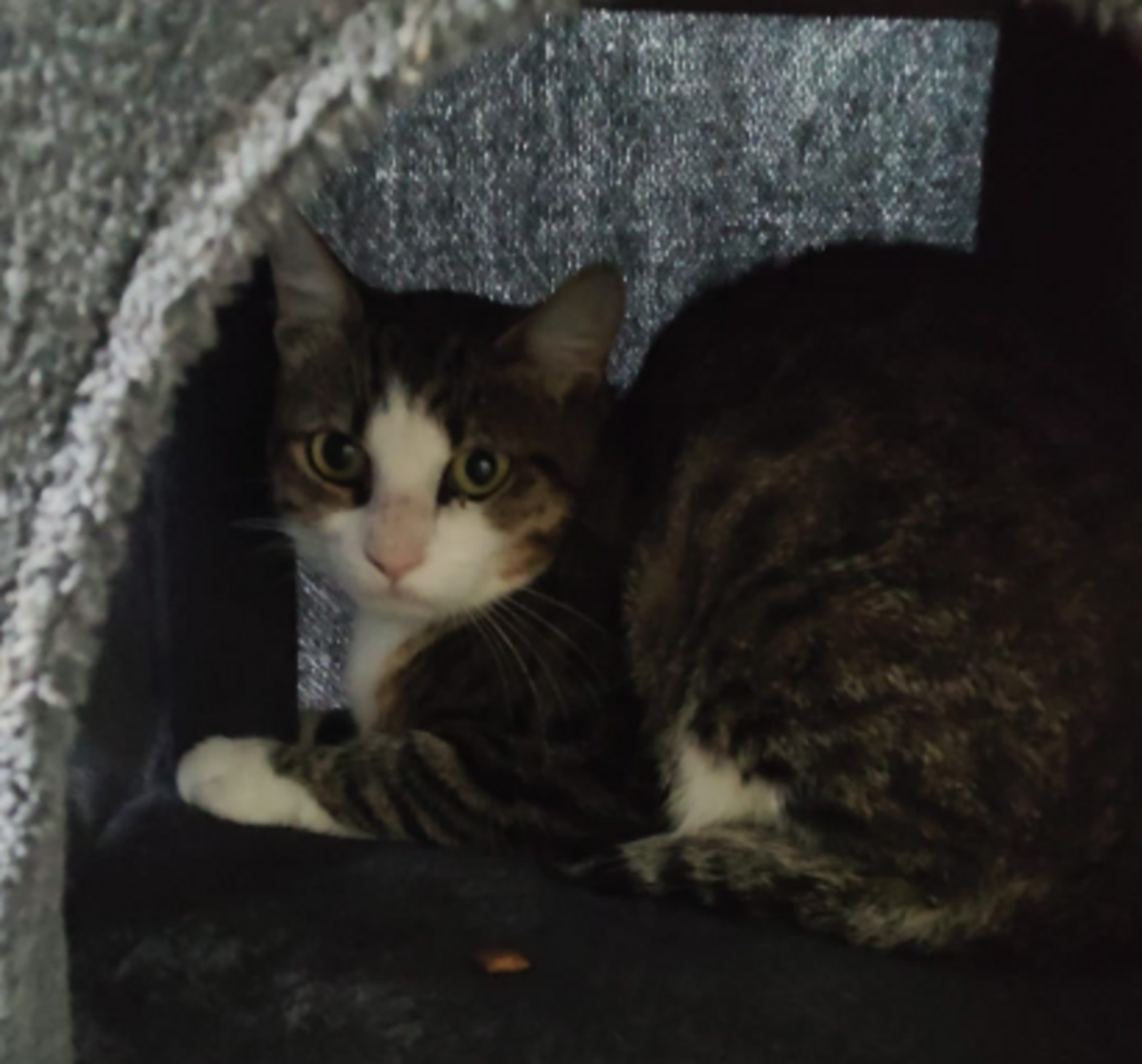 Adoption Zorro
