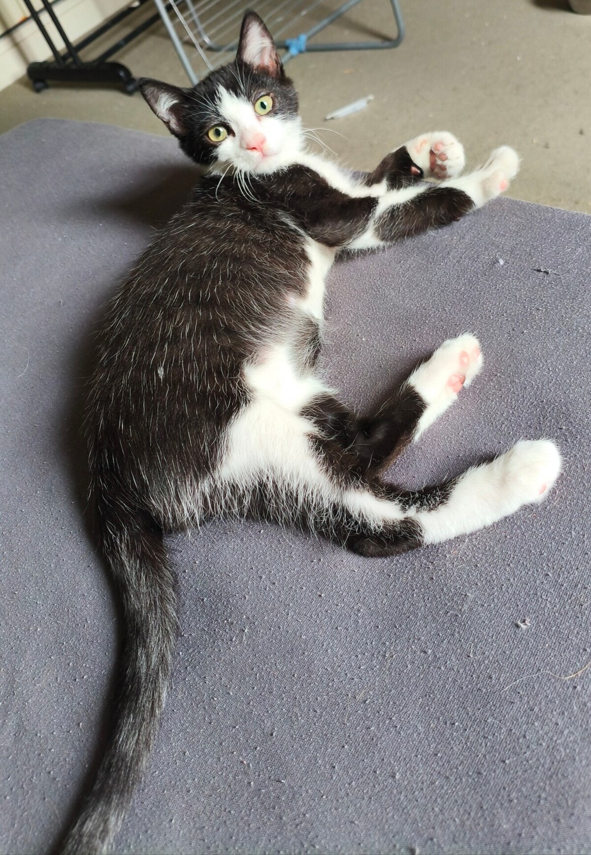 Adoption BULBIZARD