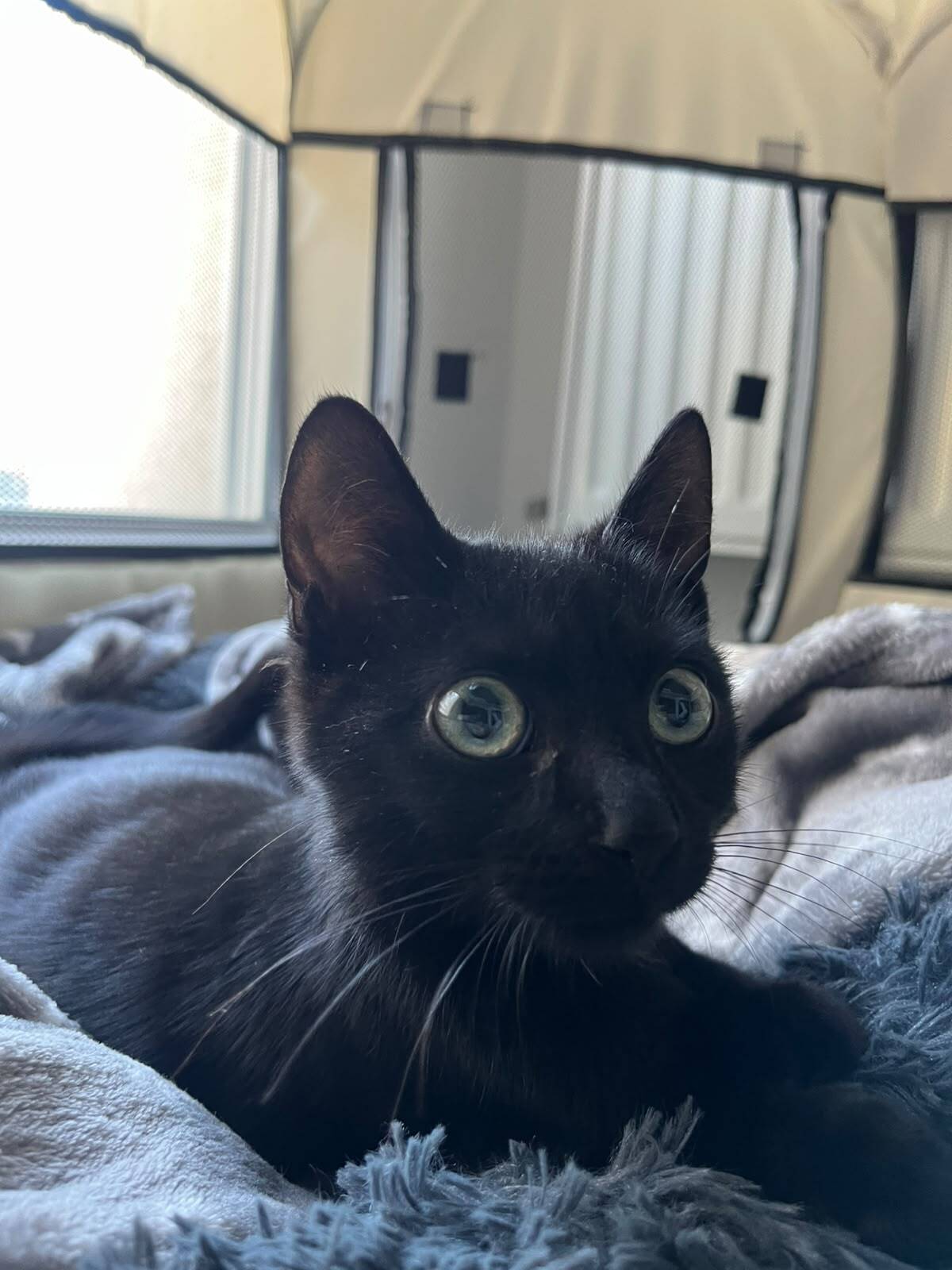 Adoption Léo
