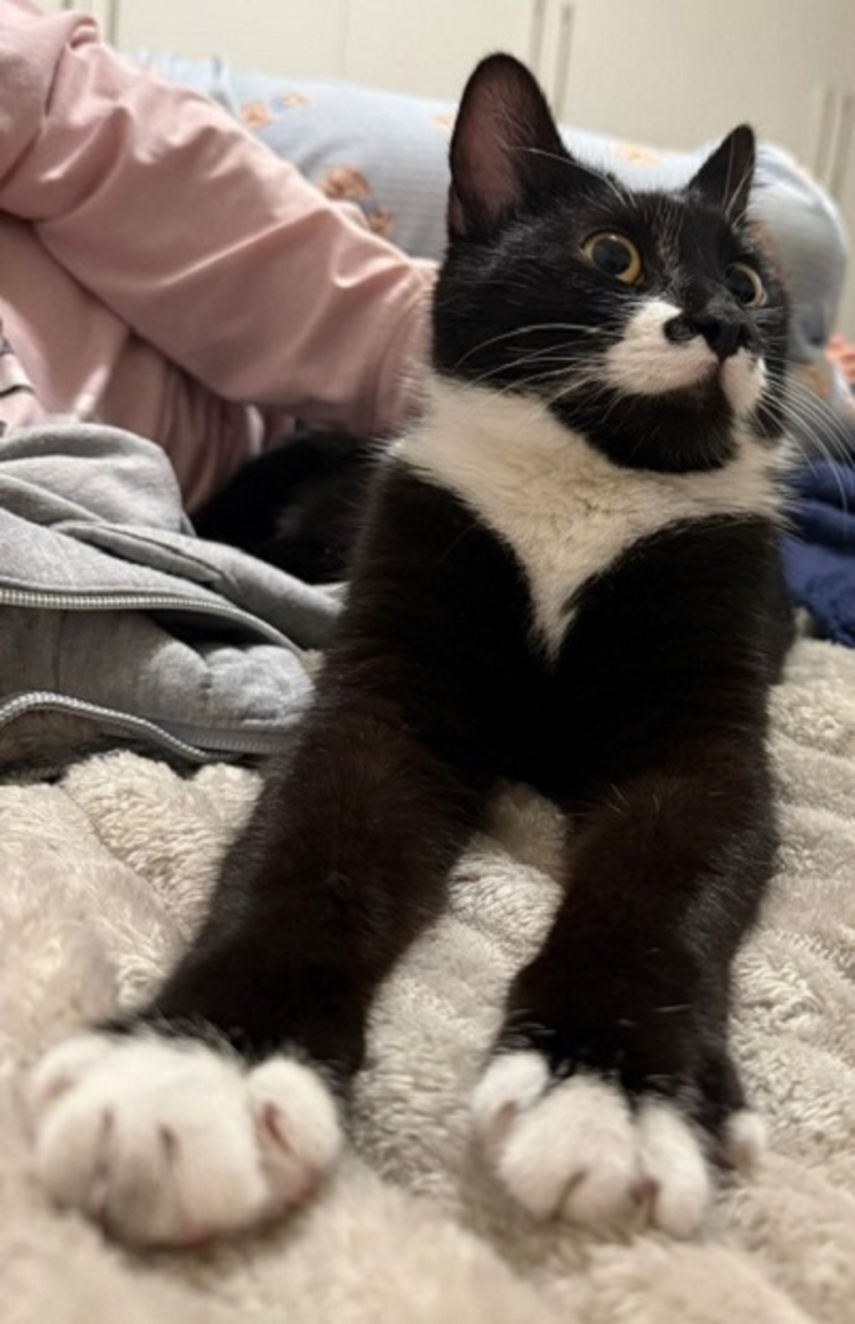 Adoption Pepper