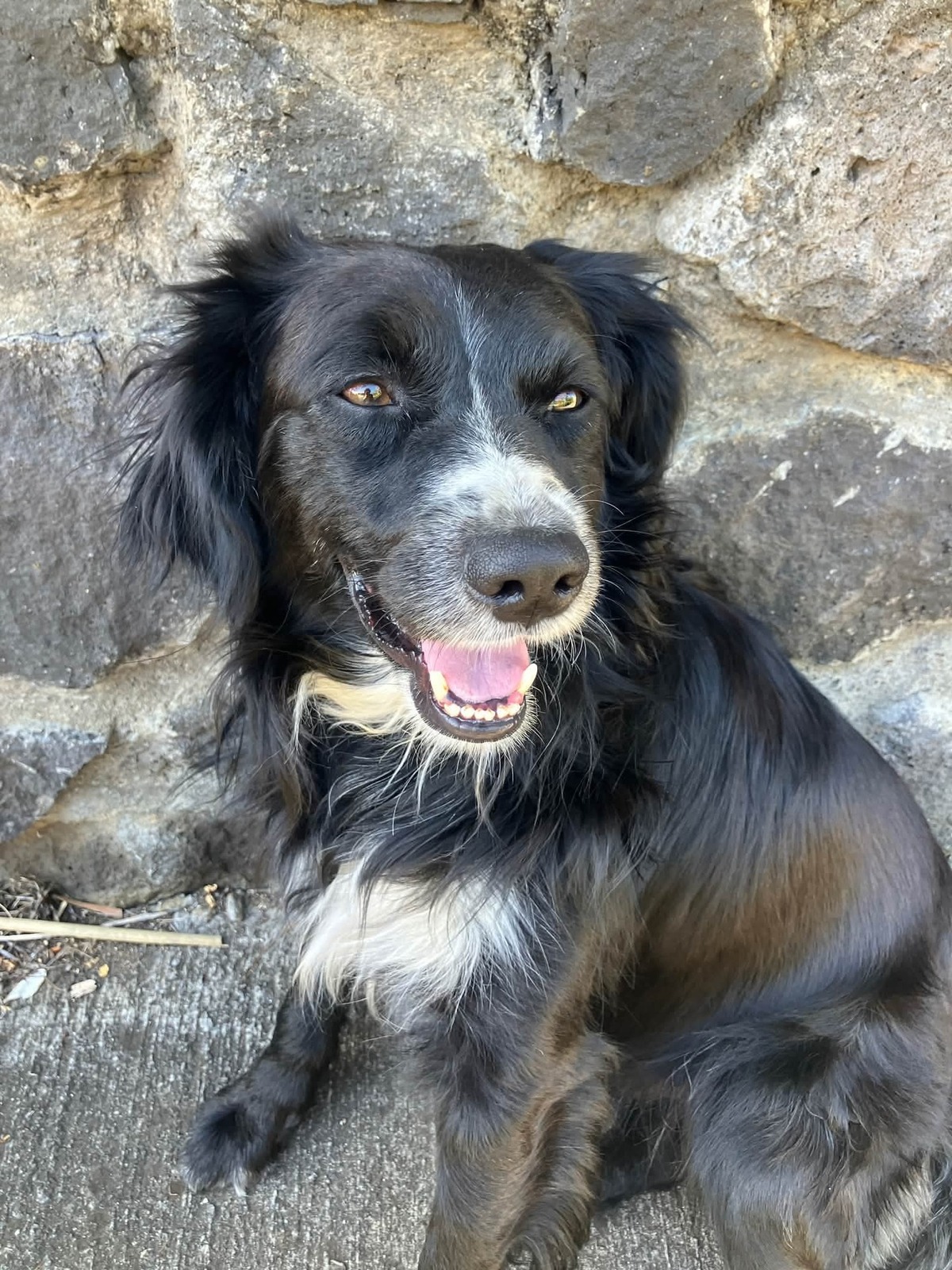 Adoption Ziggy