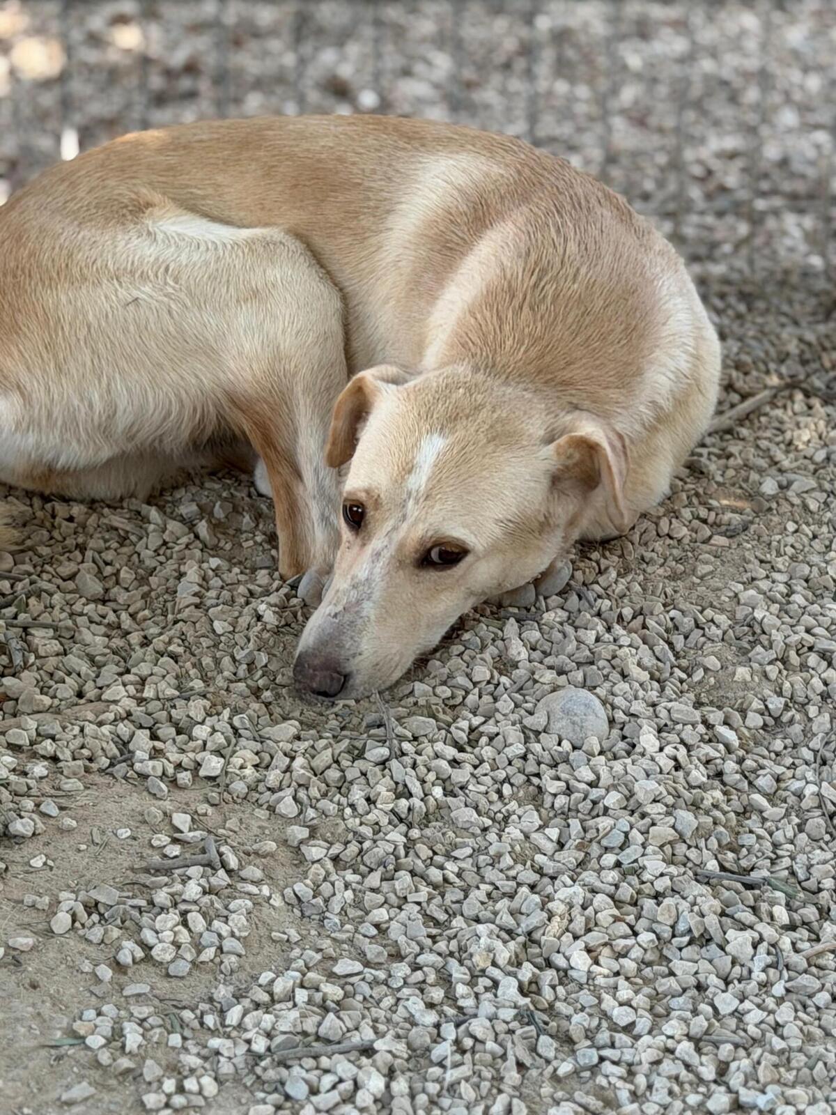 Adoption Iris