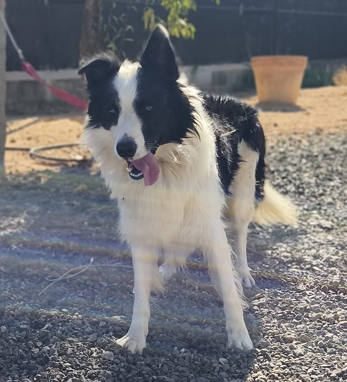 Adoption Emax