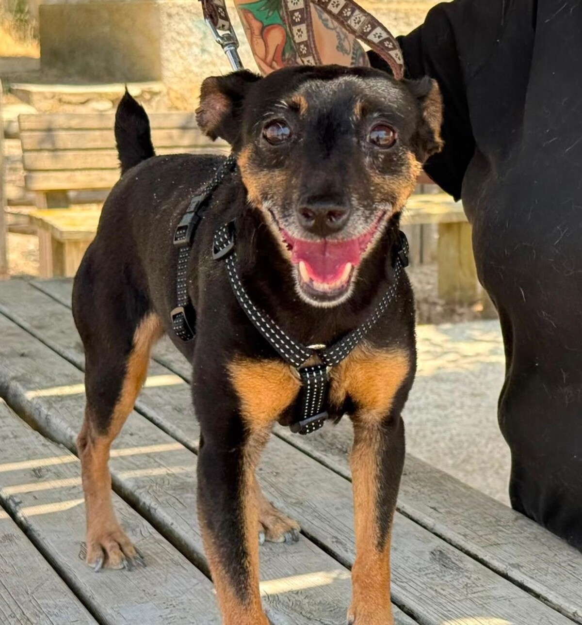 Adoption Cara