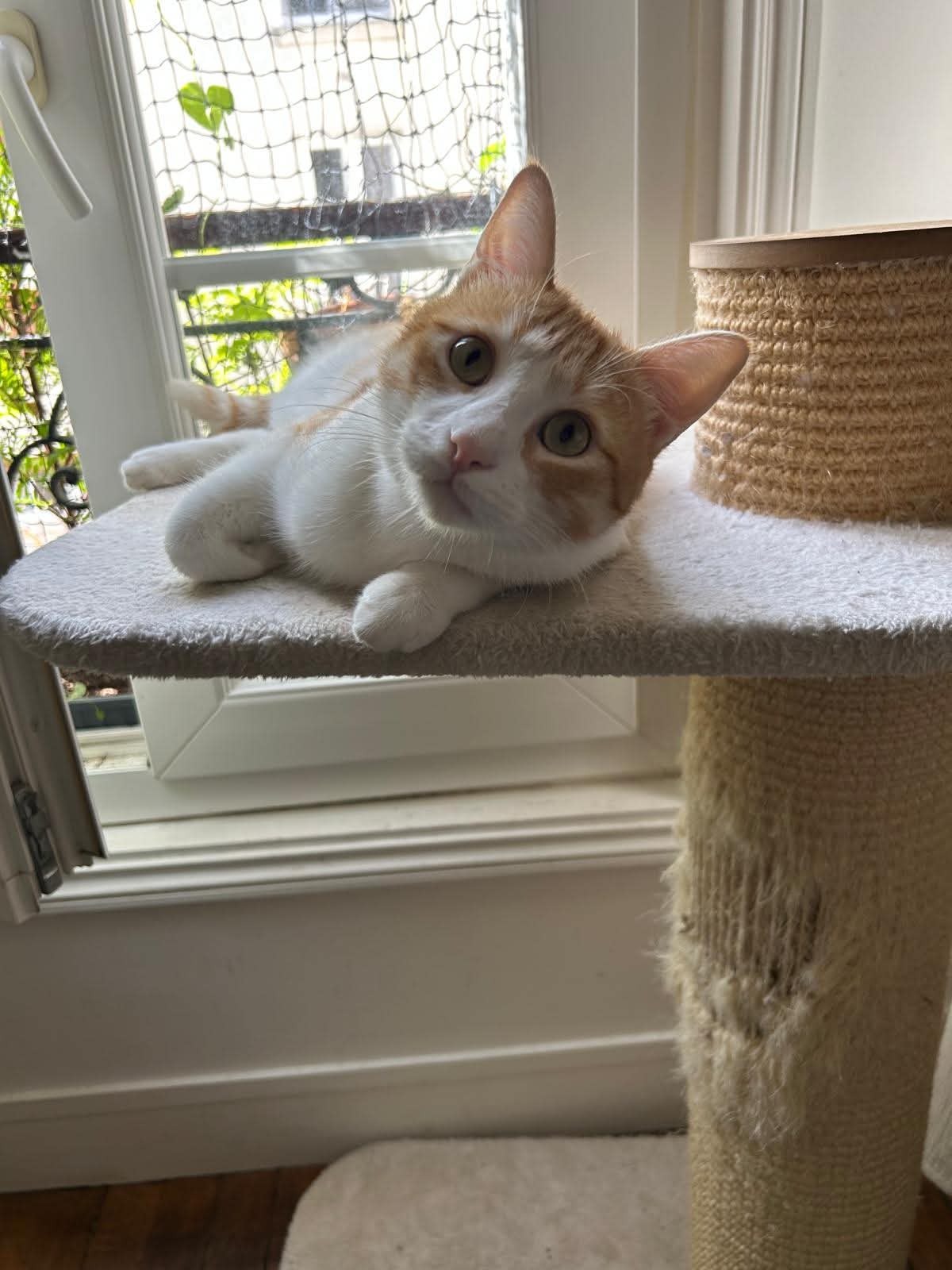 Adoption Miki